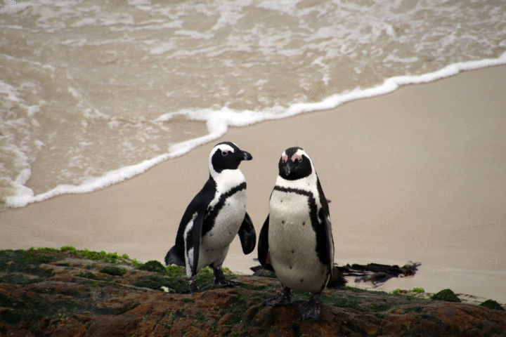 evolutie Salie spade Pinguïns spotten in Zuid-Afrika, dit is waar je moet zijn! - Chital Travels